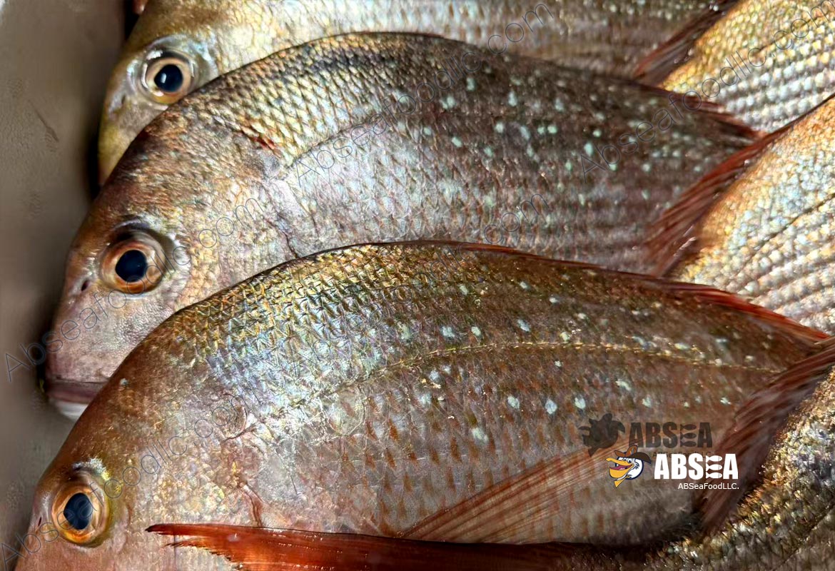 New Zealand Wild Sea Bream (Tai Snapper)